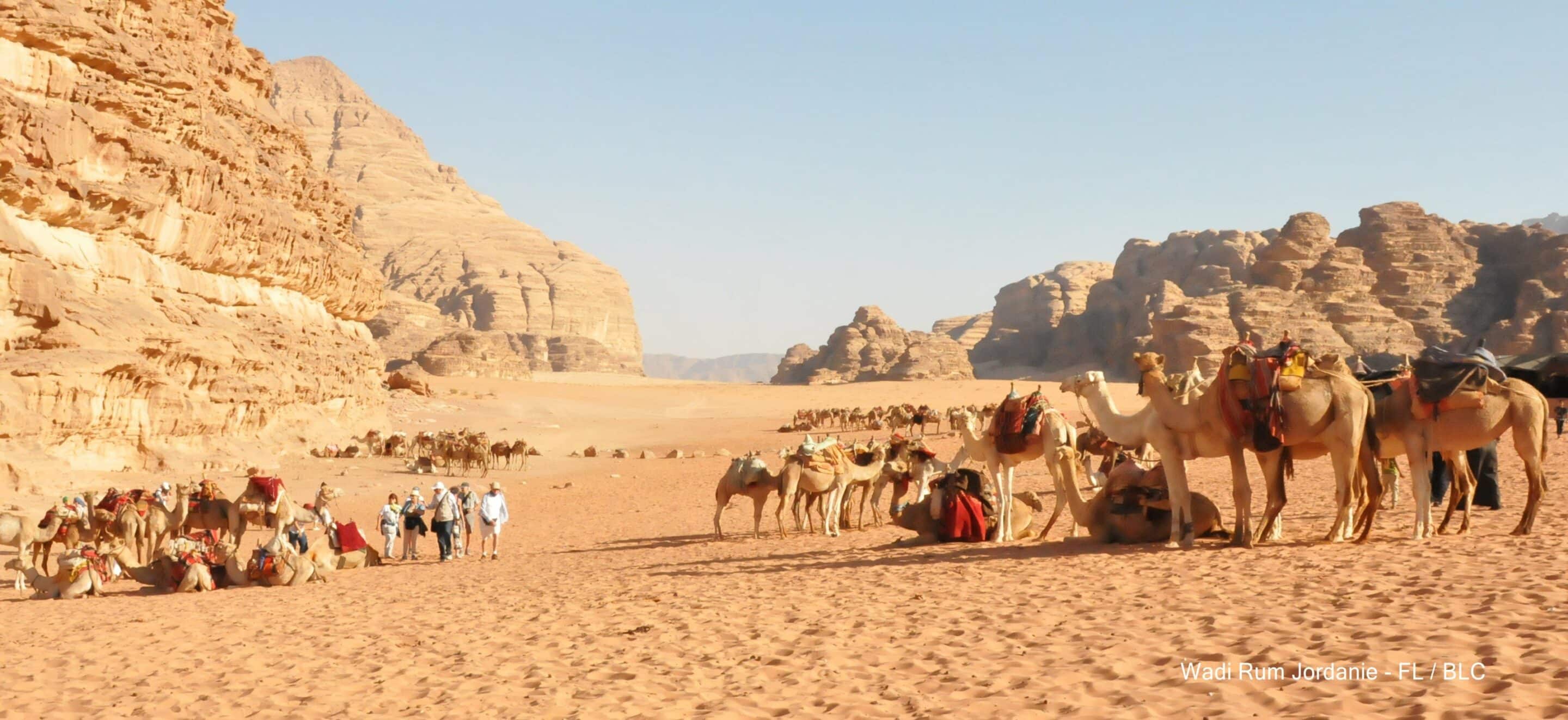 Troupeau de chameaux dans le désert de Jordanie